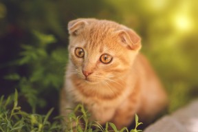 乐鱼电竞在线平台登录入口-西甲逆转奇迹：坚韧不拔的精神在场上闪耀，西甲冠军悬念