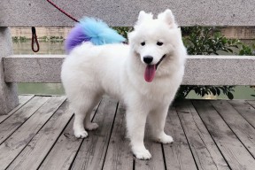 leyu乐鱼-国家击剑协会公告全国排名赛竞赛器材合规标准，全国击剑比赛