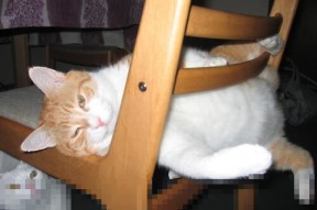 下载乐鱼体育APP-羽球名将林丹现身青训营 分享成长经历，林丹羽毛球很厉害吗