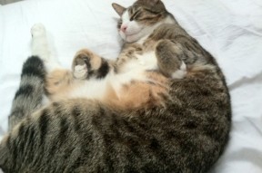 APP下载 LY Sports-“阿根廷美洲狮队：从逆境中崛起，挑战顶级球队”