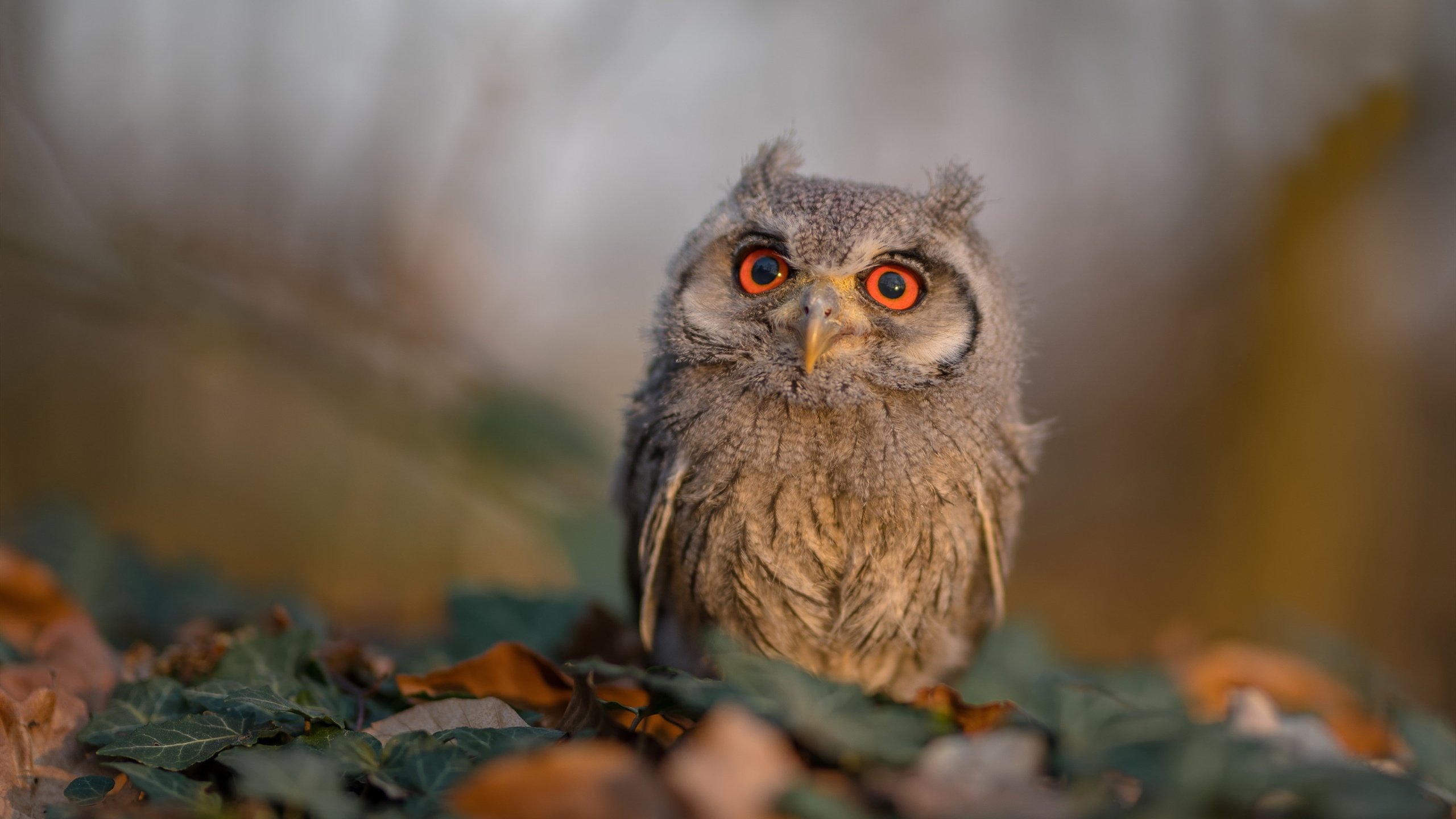 AC米兰边路进攻愈发犀利,ac米兰边后卫大全