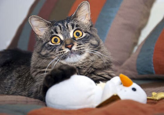 极限滑板运动比赛规则更新,极限滑板比赛视频